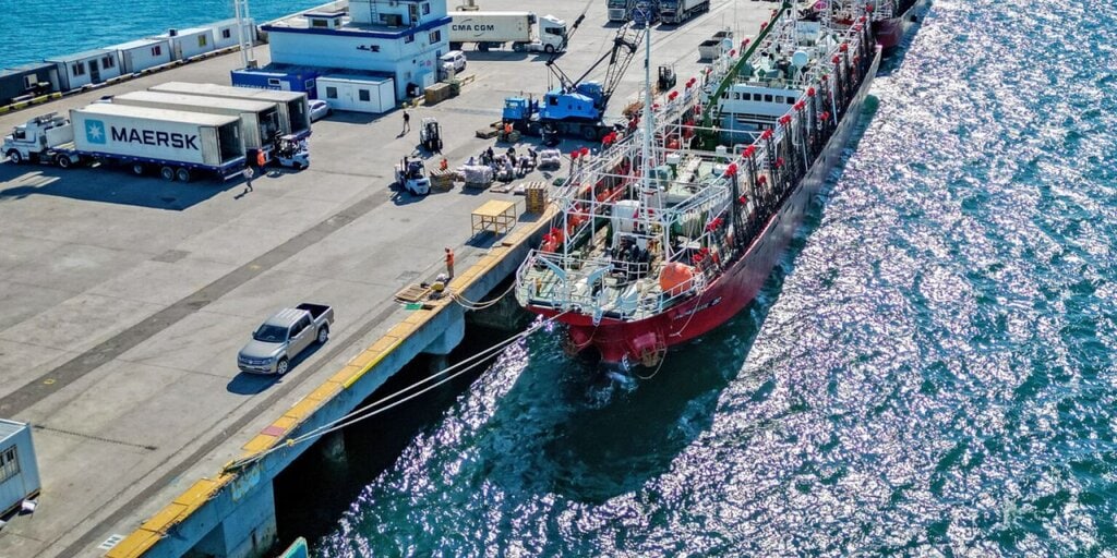 Puerto Madryn, capital del calamar: un crecimiento que no es casual