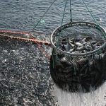 CAPIP incorporará un área para el “desarrollo de la acuicultura”