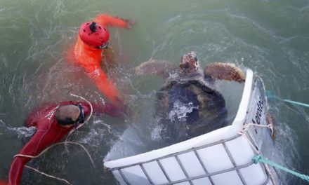 Mar del Plata: la tortuga Jorge fue devuelta al mar tras 40 años de cautiverio