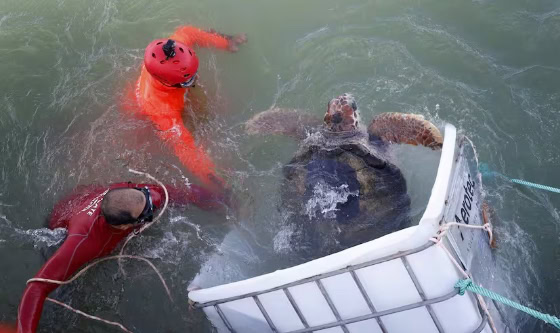 Mar del Plata: la tortuga Jorge fue devuelta al mar tras 40 años de cautiverio