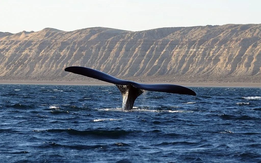 Puerto Madryn contará con una agencia fiscal especializada en delitos ambientales y maltrato animal