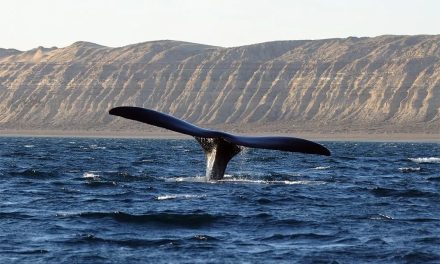 Puerto Madryn contará con una agencia fiscal especializada en delitos ambientales y maltrato animal