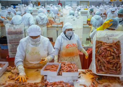 Langostino costero de Chubut: Falconnat analiza el nuevo proceso de certificación MSC y los desafíos de la sostenibilidad