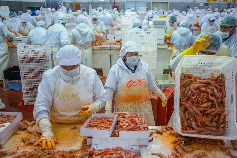 Langostino costero de Chubut: Falconnat analiza el nuevo proceso de certificación MSC y los desafíos de la sostenibilidad