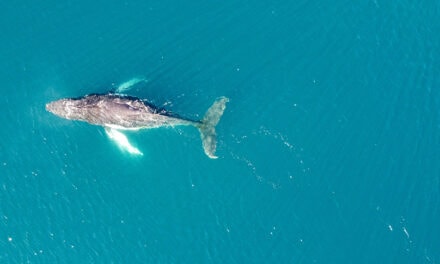 Tratado BBNJ:  Nuevas reglas globales para proteger la biodiversidad en alta mar