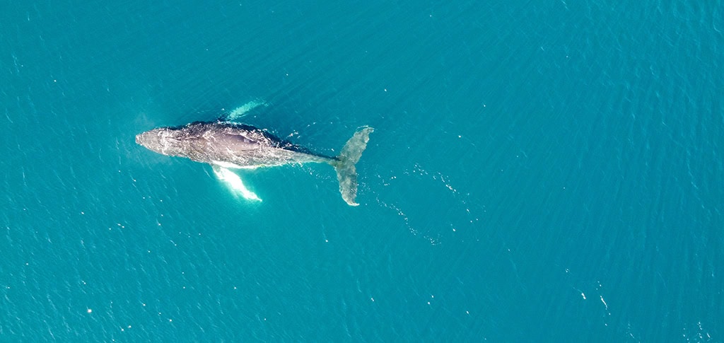 Tratado BBNJ:  Nuevas reglas globales para proteger la biodiversidad en alta mar