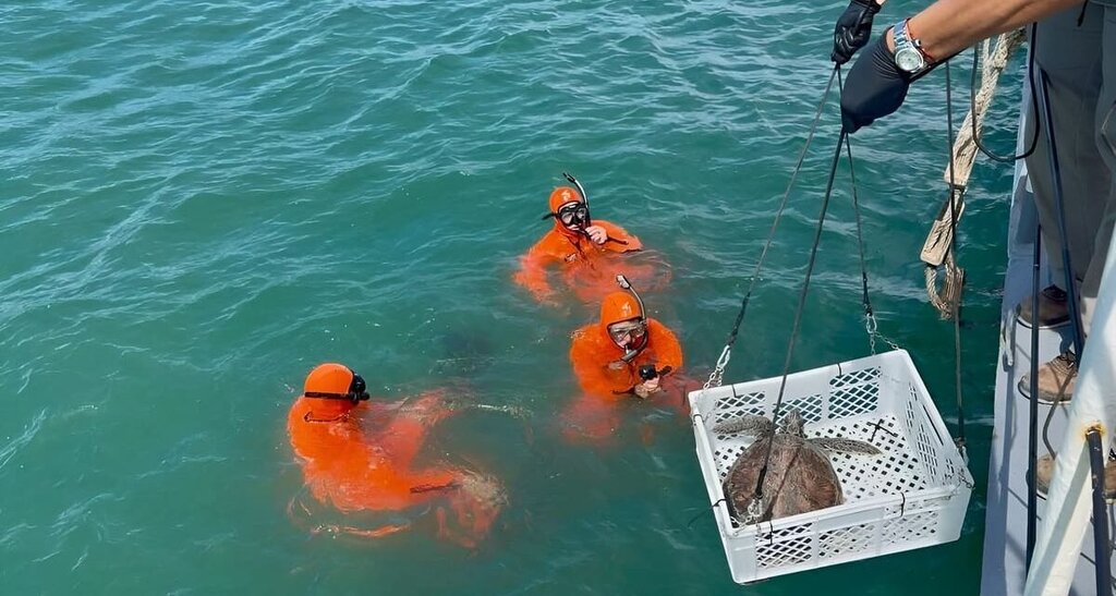 Regreso al mar: la tortuga «Ramona» fue liberada en Mar del Plata por la Prefectura tras su rehabilitación