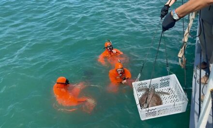 Regreso al mar: la tortuga «Ramona» fue liberada en Mar del Plata por la Prefectura tras su rehabilitación