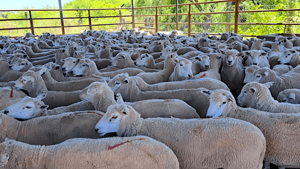 Tras casi dos décadas, Entre Ríos reabre el mercado de Medio Oriente para la carne ovina
