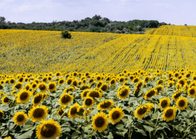 Actividad agropecuaria: el agro suma cuatro meses de crecimiento sostenido