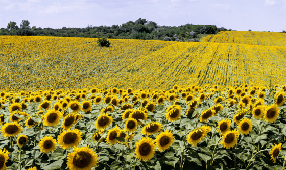 Actividad agropecuaria: el agro suma cuatro meses de crecimiento sostenido