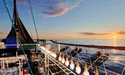 Calamar Illex: el cierre de la temporada 2026 expone señales de agotamiento del recurso en la ZEE argentina