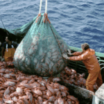 EE.UU. aplica arancel del 10% para toda la pesca argentina