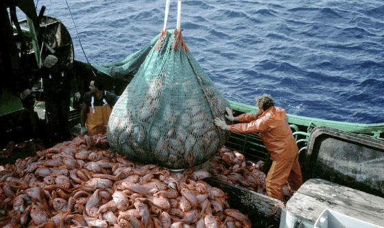 EE.UU. aplica arancel del 10% para toda la pesca argentina